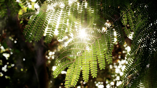 Поздравляем с Днём работников леса!